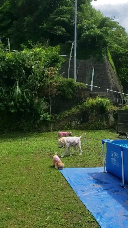 プールの前に走って運動するよ😄