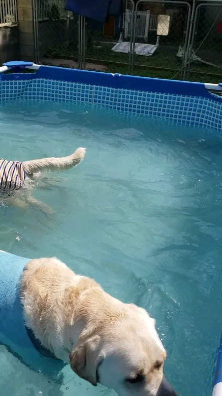 プールの中で遊ぶわんこさん💓