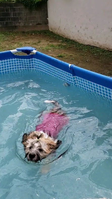 プールで遊ぶわんこさん💓