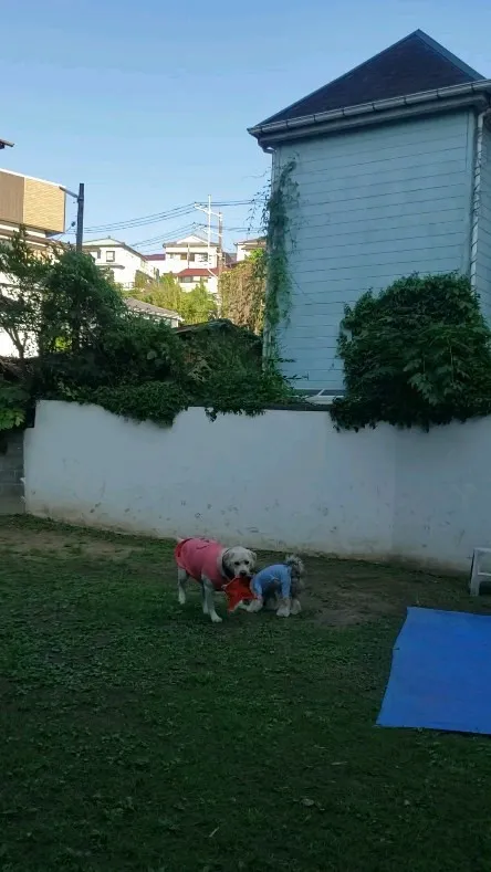 夕方ランで遊ぶロデｲとまーちゃん💓