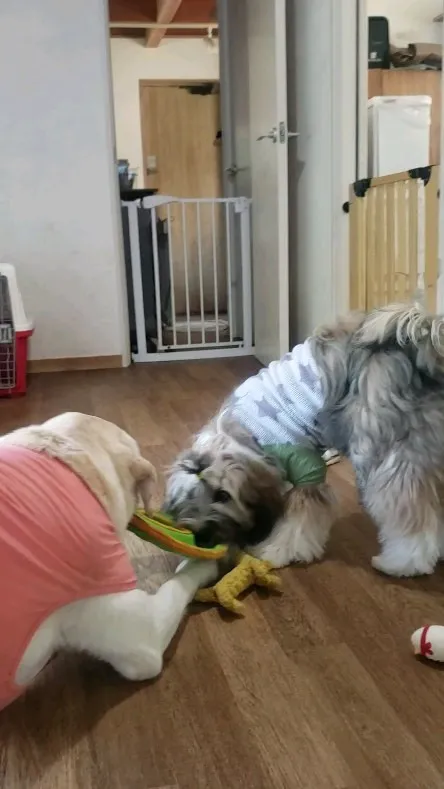 お部屋で遊ぶ3ぴき💓