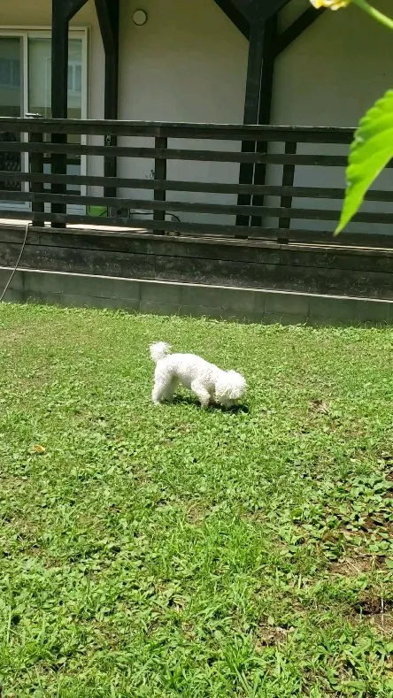 お水をかぶるとまたパワフルになって走るわんこさん💓