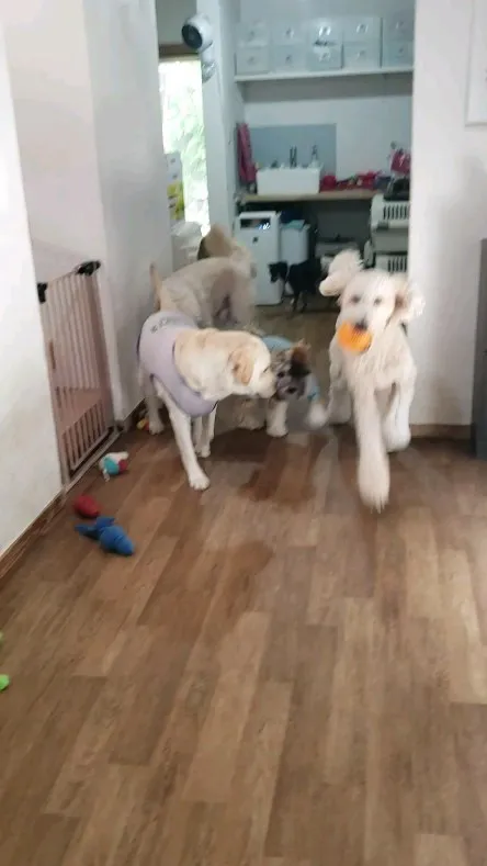 お部屋で遊ぶわんこさん💓