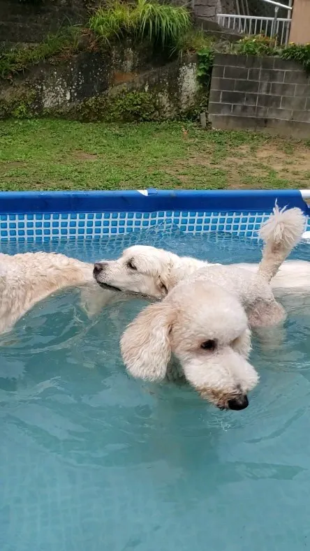 プール、楽しい💓