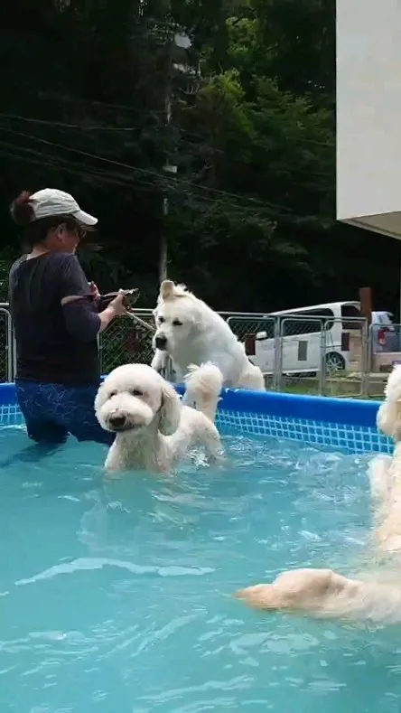 プール楽しんでる大型犬。