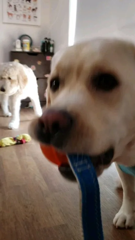 ロデイも少しづつレトリーブの楽しさがわかってきたようです😊