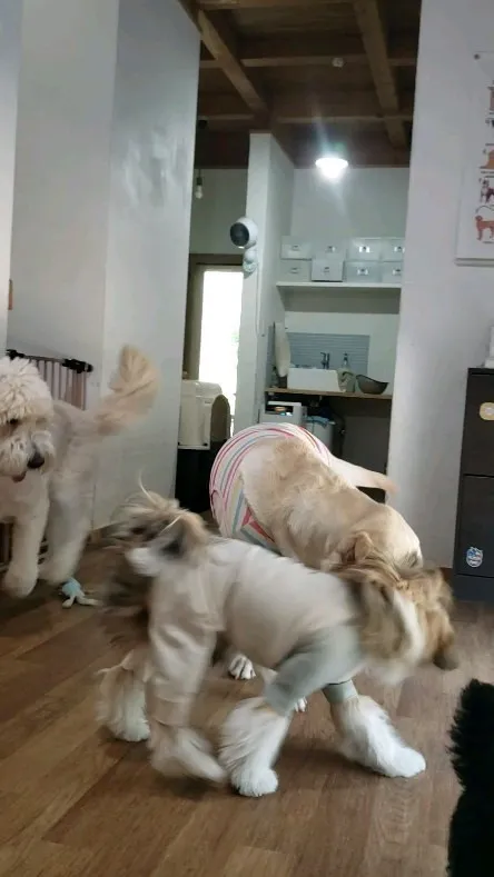 お部屋で遊ぶわんこさん💓