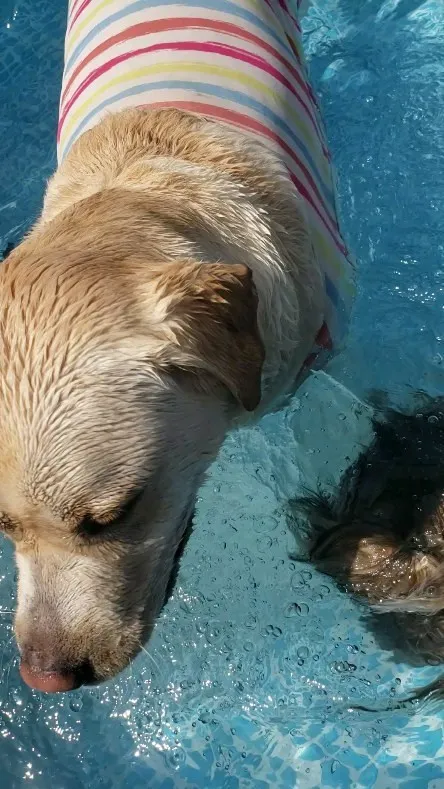 みんなプール大好き💓