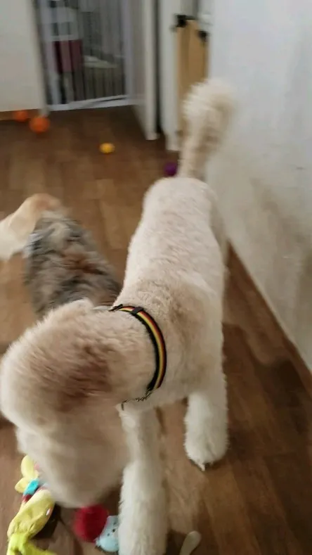 お部屋で遊ぶわんこさん💓