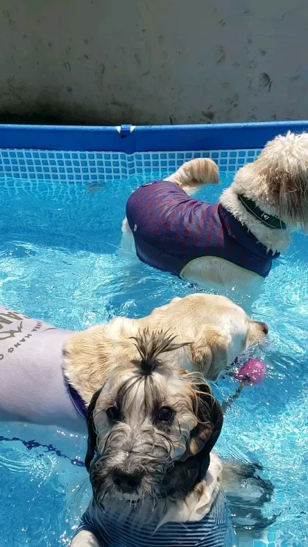 プールで遊ぶわんこさん💓