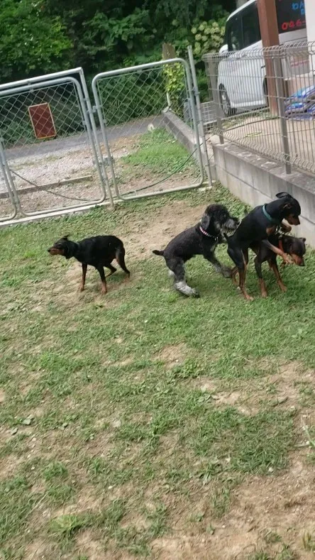 プールはちょっと苦手なメンバー♪