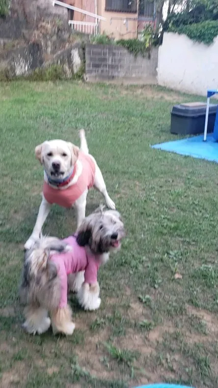 新しいフリスビーをだすと早速2ぴきで遊んでます😊