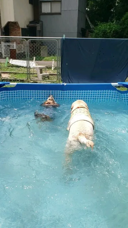 上手に泳ぐロデイ💓