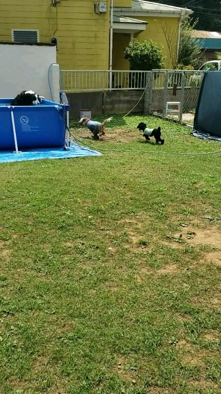 おっきい子はプールはいってちびっこはランでかけまわってるよ😄