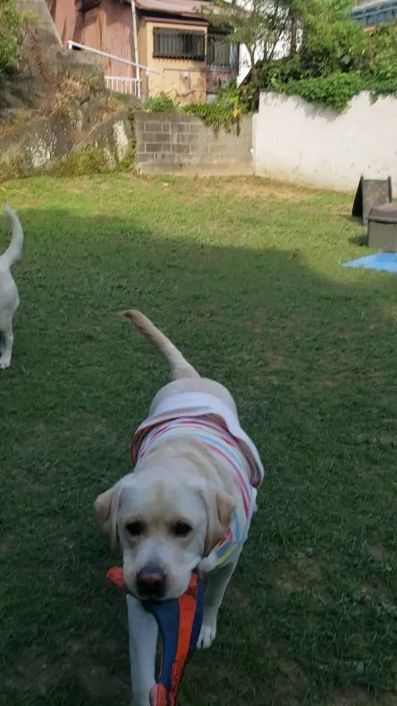 体力ありあまってるラブ2ぴき💓