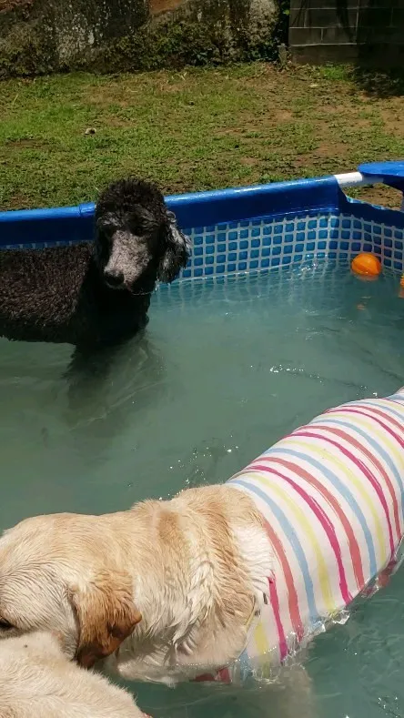 今日もプールで遊んだわんこさん💓