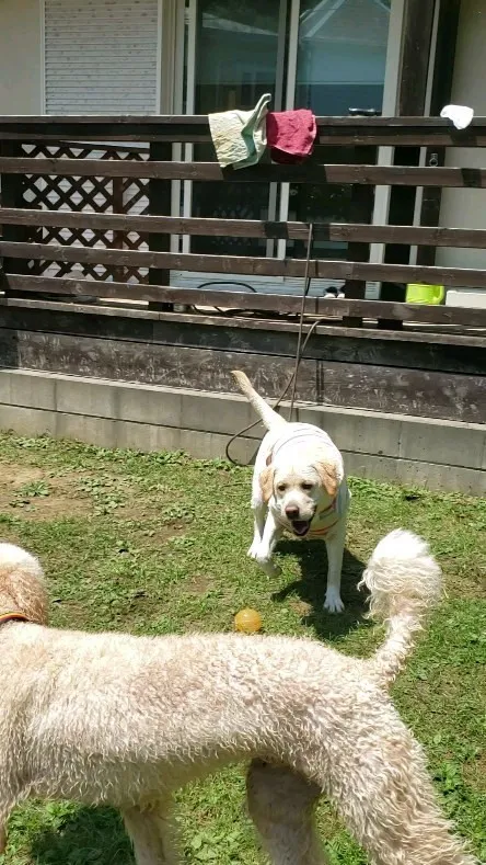 プールも楽しいけどやっぱりボール遊びがいいねっ😊