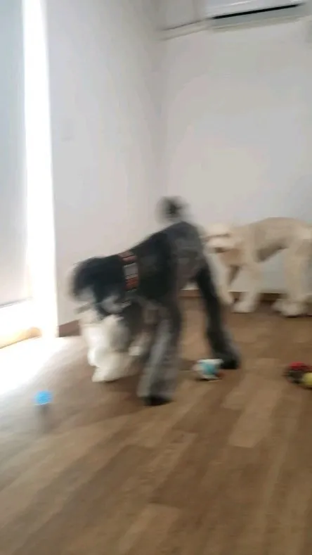 お部屋で遊ぶわんこさん💓