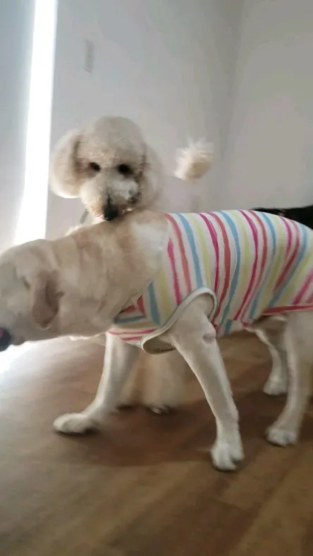 今日から幼稚園のスタンプーのオレオ君💓