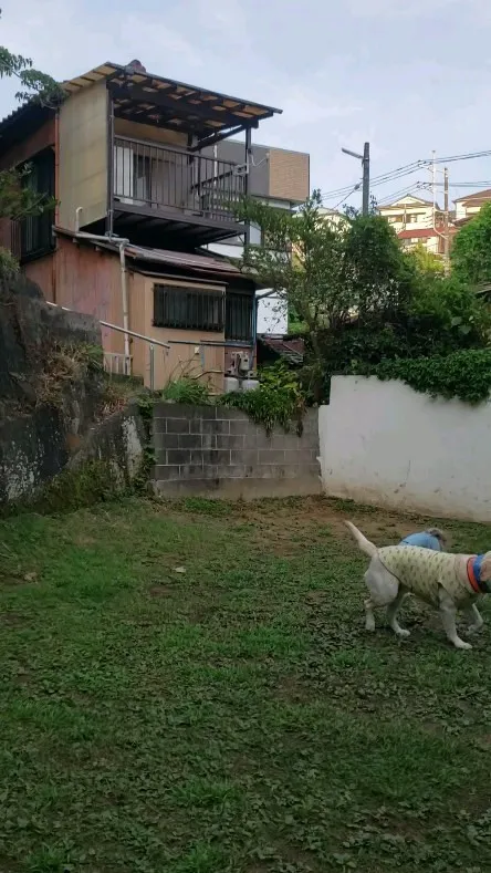 ロデイもまーちゃんのようにレトリーブができるように少しづつ練...