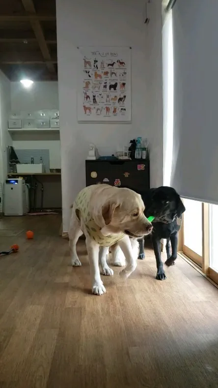 今日からホームステイにきてくれたダッシュ君💓