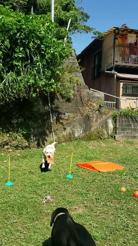 プールにはいる前に思いっきりフリスビーを楽しむまーちゃん💓