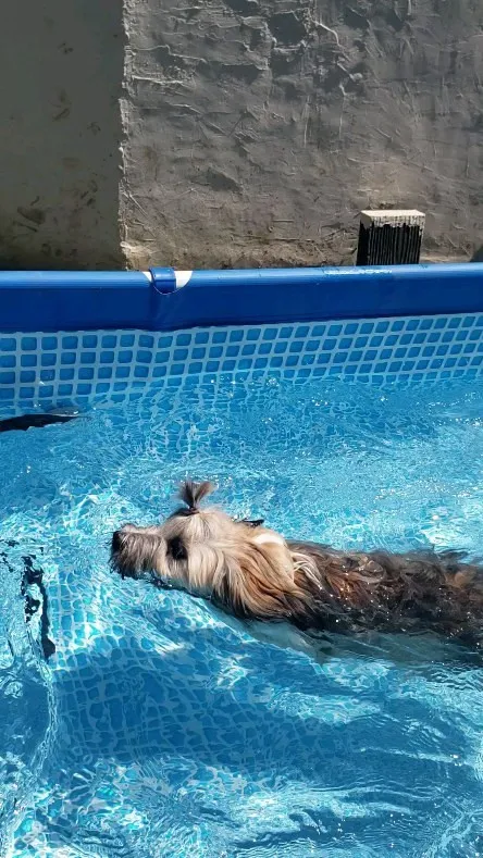 ロデイはプールが大好き💓