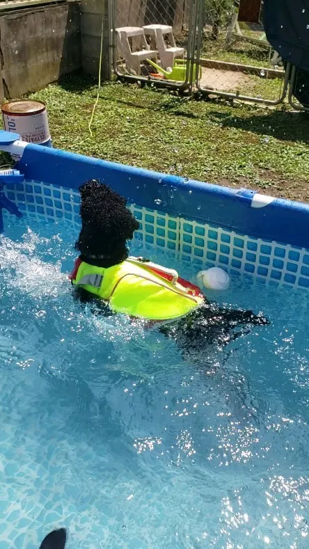 泳ぐ練習しているもこちゃん💓