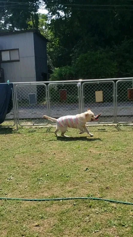 プールにはいった後はランを思いっきり走るわんこさん💓