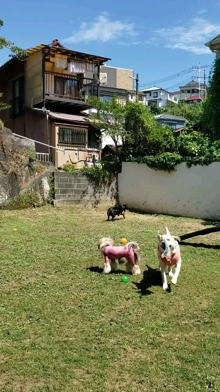 まずプールにはいる前にフリスビーで遊ぶまーちゃん💓