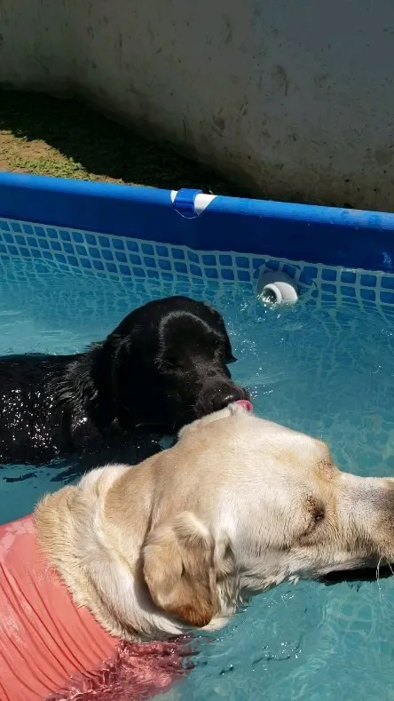 みんなでプールイン！