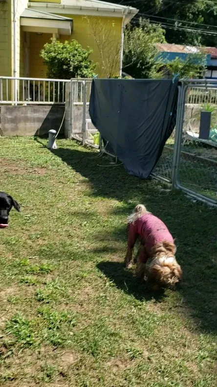 少しづつレトリーブをするようになったロデイ💓