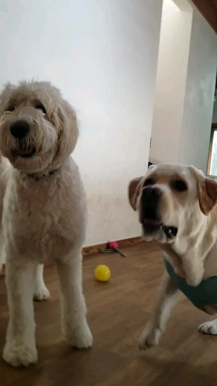 お部屋で遊ぶわんこさん💓