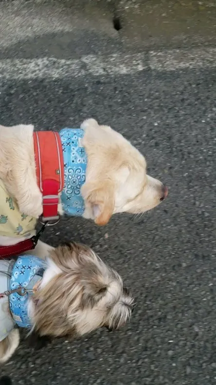 今日も夕方のお散歩へいってきました♪