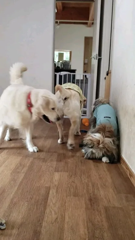 今日はゴールデンのゆきちゃんがトリミングにきてくれました♪