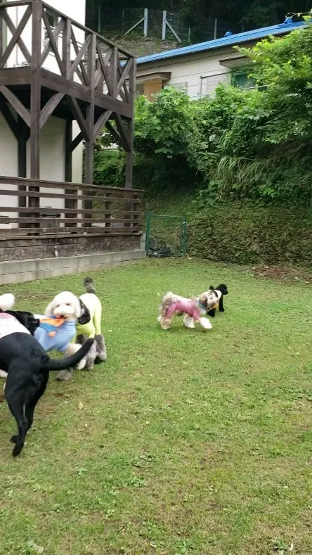 ランで遊ぶわんこさん💓