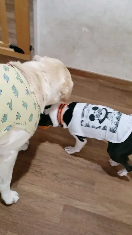 ひっぱりっこしている2ぴき💓