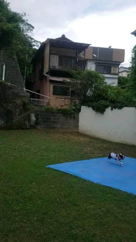 ランで遊ぶ3ぴき💓