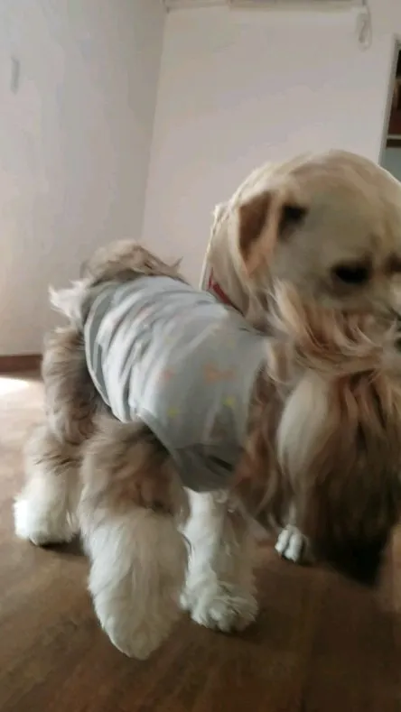 お部屋で遊ぶわんこさん💓