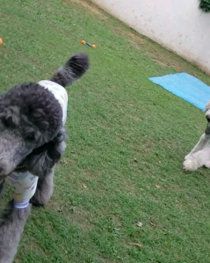 夕方はランでいっぱい走りました～♪