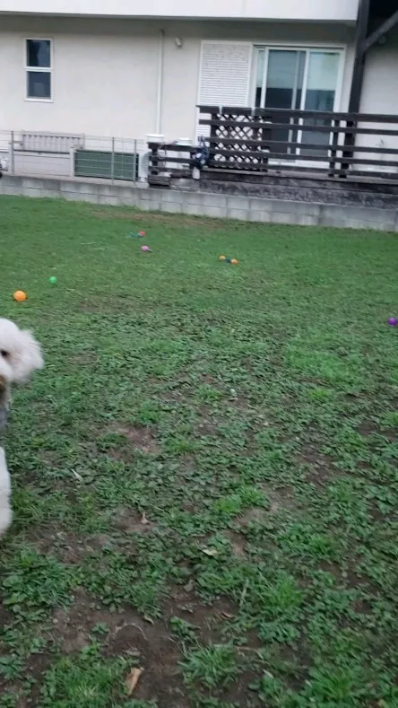 朝から元気に遊ぶわんこさん💓