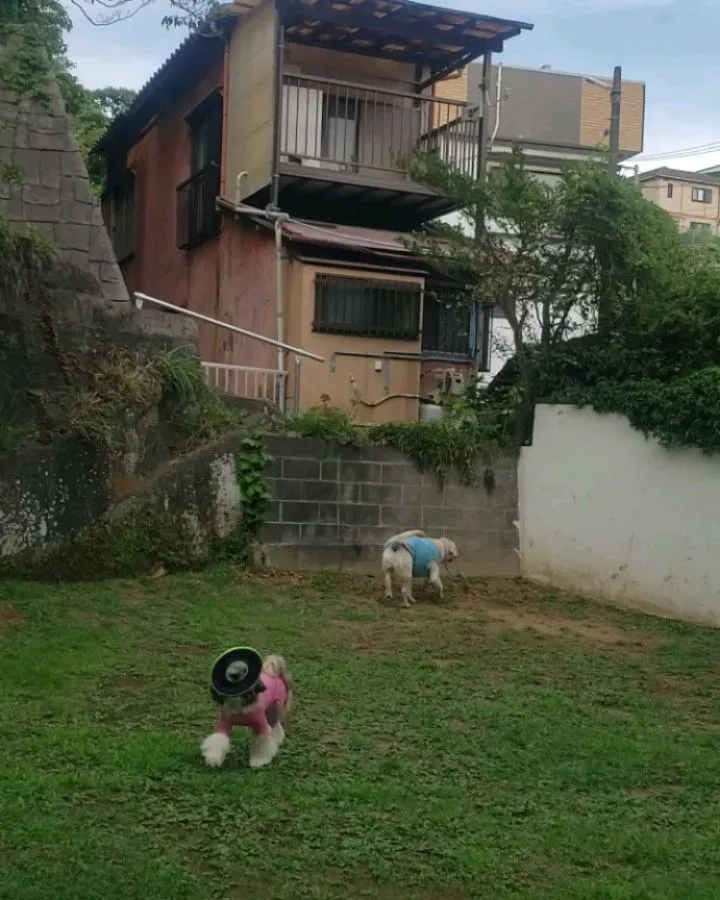 ランでフリスビーをふりまわしているのはロデイ💓