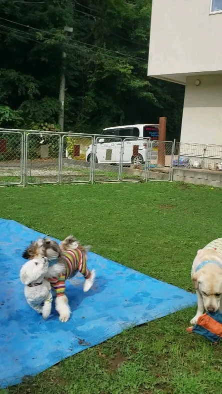 今日は雨でランでは遊べないと思ってましたが