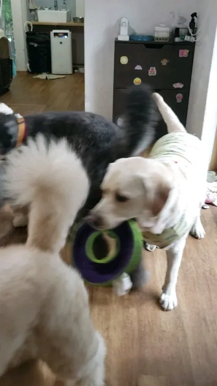 お天気悪くてもわんこさんのおかげで元気てる～😄