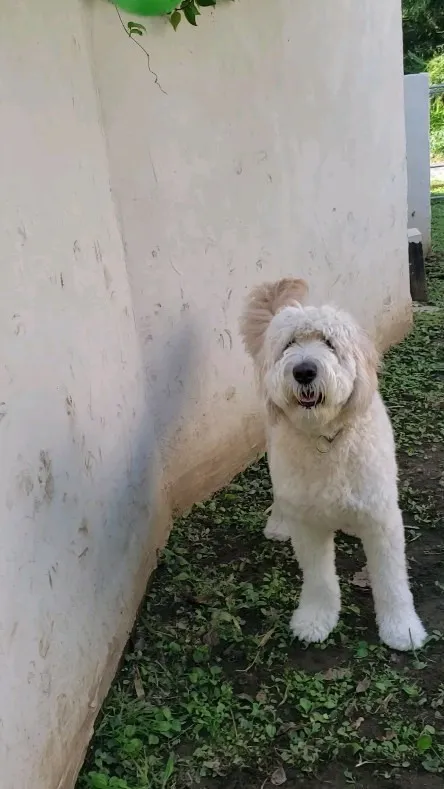 ランで楽しく遊ぶわんこさん❤️