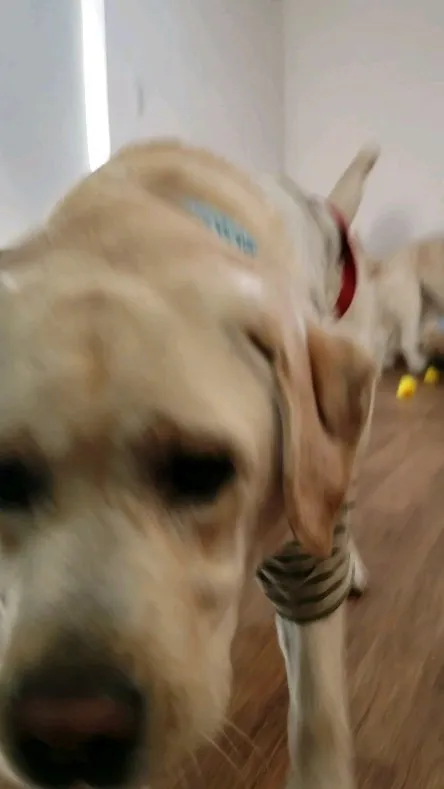 お部屋で遊ぶわんこさん❤️