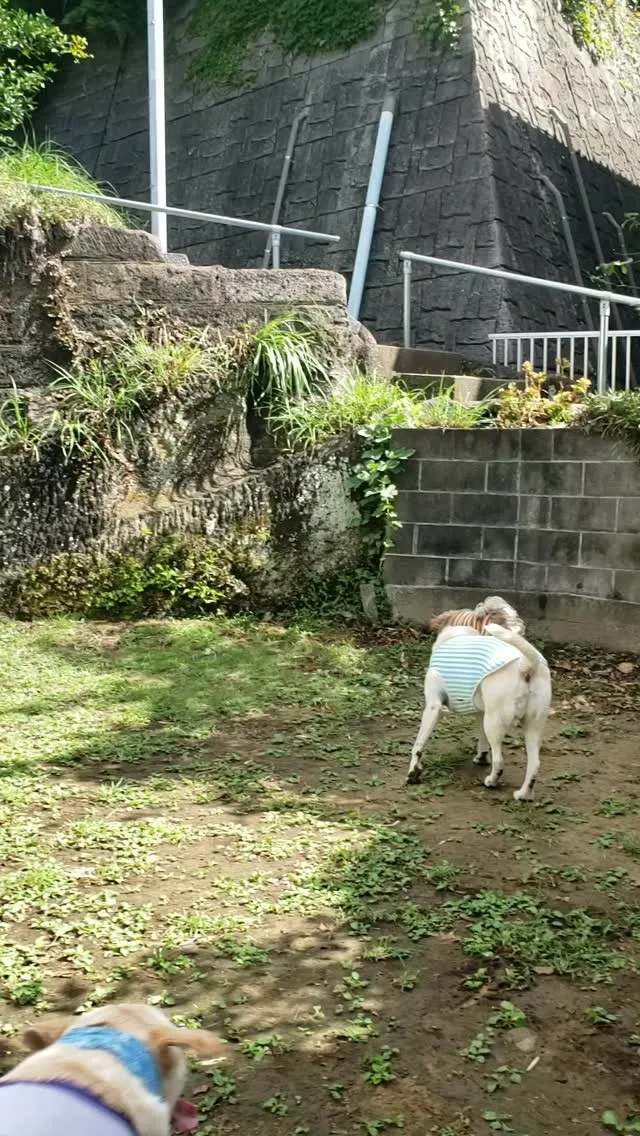 ランで遊ぶわんこさん💕