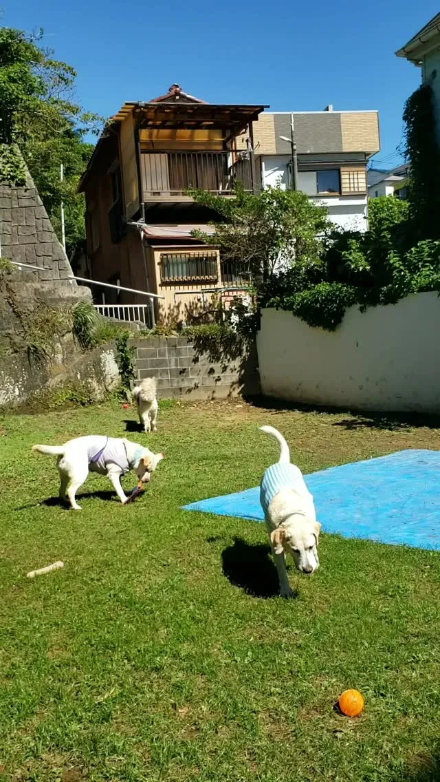 まだまだ暑いけど元気に遊んでるね😊