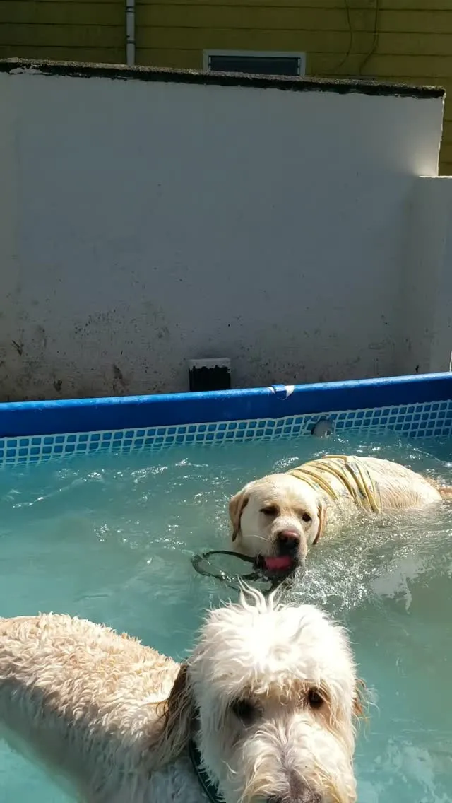 プールはいってボールキャッチ！