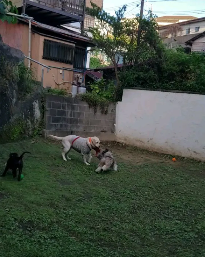 昨日はラブちゃんのパピーレッスン♪